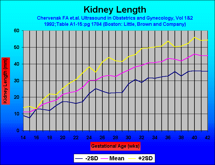 fetal-kidneys